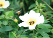 Imagen Jardín Botánico